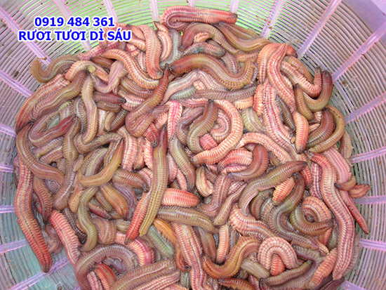 hinh-anh-con-ruoi-tu-ky-5