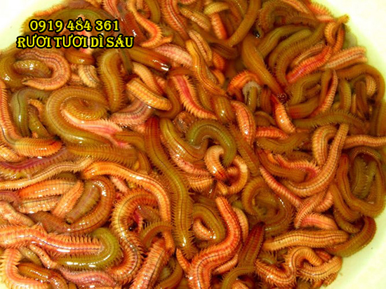 cach-kho-ruoi-ngon-2