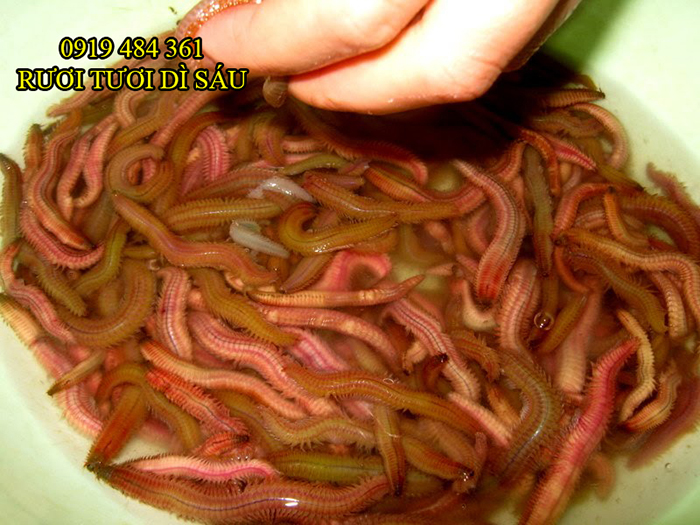 cach-nau-canh-ruoi-nau-mang-3